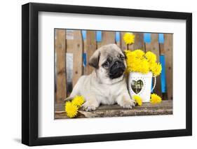 Pug Puppy And Spring Dandelions Flowers-Lilun-Framed Photographic Print