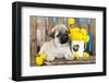 Pug Puppy And Spring Dandelions Flowers-Lilun-Framed Photographic Print