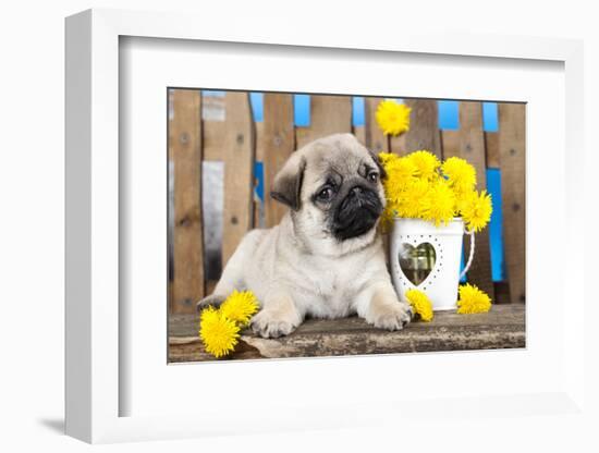 Pug Puppy And Spring Dandelions Flowers-Lilun-Framed Photographic Print