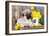 Pug Puppy And Spring Dandelions Flowers-Lilun-Framed Photographic Print