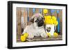 Pug Puppy And Spring Dandelions Flowers-Lilun-Framed Photographic Print