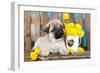 Pug Puppy And Spring Dandelions Flowers-Lilun-Framed Photographic Print