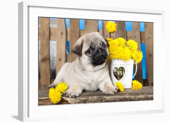 Pug Puppy And Spring Dandelions Flowers-Lilun-Framed Photographic Print