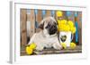 Pug Puppy And Spring Dandelions Flowers-Lilun-Framed Photographic Print