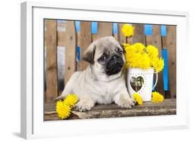 Pug Puppy And Spring Dandelions Flowers-Lilun-Framed Photographic Print