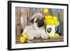 Pug Puppy And Spring Dandelions Flowers-Lilun-Framed Photographic Print