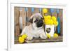 Pug Puppy And Spring Dandelions Flowers-Lilun-Framed Photographic Print