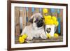 Pug Puppy And Spring Dandelions Flowers-Lilun-Framed Photographic Print