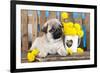 Pug Puppy And Spring Dandelions Flowers-Lilun-Framed Photographic Print