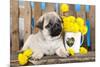 Pug Puppy And Spring Dandelions Flowers-Lilun-Mounted Photographic Print