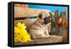 Pug Puppy And Spring Flowers-Lilun-Framed Stretched Canvas