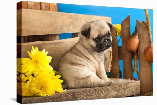 Pug Puppy And Spring Flowers-Lilun-Stretched Canvas