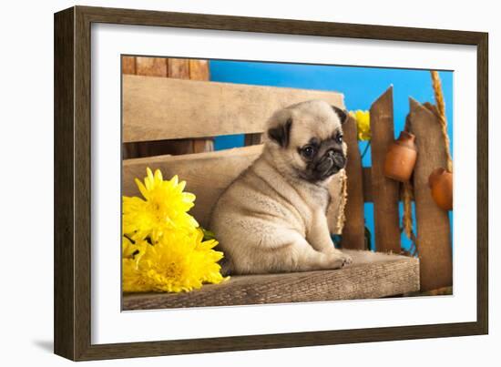 Pug Puppy And Spring Flowers-Lilun-Framed Photographic Print