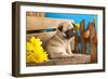 Pug Puppy And Spring Flowers-Lilun-Framed Photographic Print