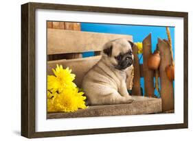 Pug Puppy And Spring Flowers-Lilun-Framed Photographic Print