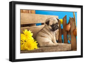 Pug Puppy And Spring Flowers-Lilun-Framed Photographic Print