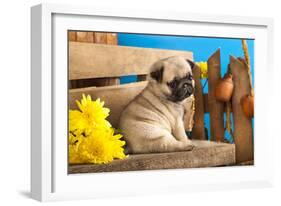 Pug Puppy And Spring Flowers-Lilun-Framed Photographic Print