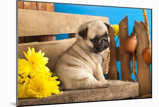 Pug Puppy And Spring Flowers-Lilun-Mounted Photographic Print