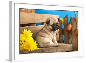 Pug Puppy And Spring Flowers-Lilun-Framed Photographic Print