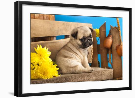 Pug Puppy And Spring Flowers-Lilun-Framed Photographic Print