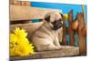 Pug Puppy And Spring Flowers-Lilun-Mounted Photographic Print