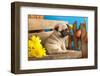 Pug Puppy And Spring Flowers-Lilun-Framed Photographic Print