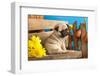 Pug Puppy And Spring Flowers-Lilun-Framed Photographic Print