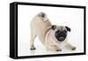 Pug Puppy Crouching on Front Paws Play Bow-null-Framed Stretched Canvas