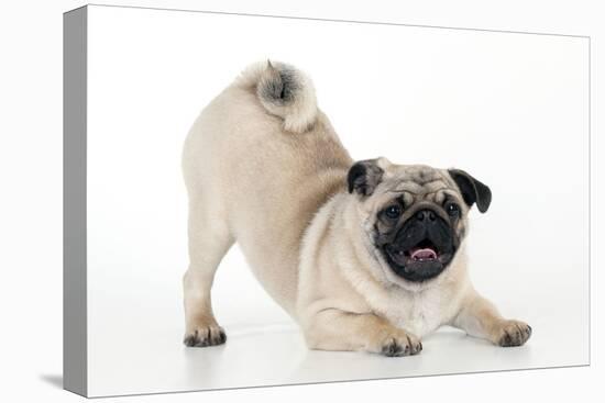 Pug Puppy Crouching on Front Paws Play Bow-null-Stretched Canvas