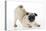 Pug Puppy Crouching on Front Paws Play Bow-null-Stretched Canvas