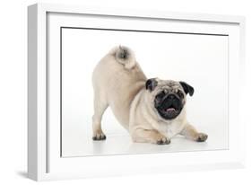 Pug Puppy Crouching on Front Paws Play Bow-null-Framed Photographic Print