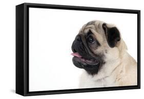 Pug Puppy (Head Shot)-null-Framed Stretched Canvas
