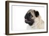 Pug Puppy (Head Shot)-null-Framed Premium Photographic Print