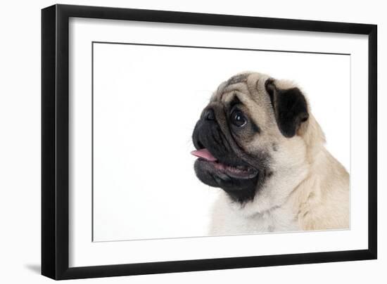 Pug Puppy (Head Shot)-null-Framed Premium Photographic Print