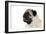 Pug Puppy (Head Shot)-null-Framed Premium Photographic Print