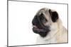 Pug Puppy (Head Shot)-null-Mounted Premium Photographic Print