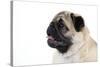 Pug Puppy (Head Shot)-null-Stretched Canvas