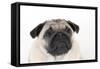 Pug Puppy (Head Shot)-null-Framed Stretched Canvas