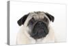 Pug Puppy (Head Shot)-null-Stretched Canvas