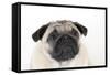 Pug Puppy (Head Shot)-null-Framed Stretched Canvas