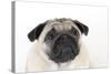 Pug Puppy (Head Shot)-null-Stretched Canvas