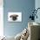 Pug Puppy (Head Shot)-null-Photographic Print displayed on a wall