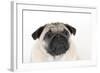 Pug Puppy (Head Shot)-null-Framed Photographic Print