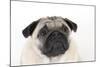 Pug Puppy (Head Shot)-null-Mounted Photographic Print