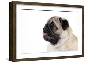 Pug Puppy (Head Shot)-null-Framed Photographic Print