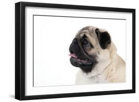 Pug Puppy (Head Shot)-null-Framed Photographic Print