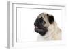 Pug Puppy (Head Shot)-null-Framed Photographic Print