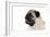 Pug Puppy (Head Shot)-null-Framed Photographic Print