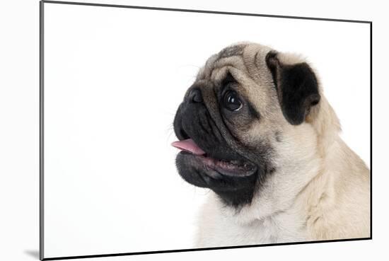 Pug Puppy (Head Shot)-null-Mounted Photographic Print