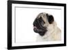 Pug Puppy (Head Shot)-null-Framed Photographic Print